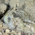 shrimp_mantis_unknown_sne_h_0170_yap0512.jpg
